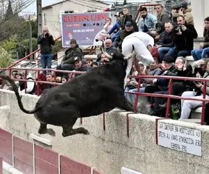 استقامت خونین؛ گاو سرکش وسط بازی گاوچرون و زیر پا له کرد حمله کرد سمت تماشاچیا