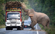 باج گیری فیل عظیم الجثه از کامیون های عبوری تو جاده؛ غذا وَده غذای زور وَده!