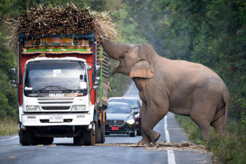 باج گیری فیل عظیم الجثه از کامیون های عبوری تو جاده؛ غذا وَده غذای زور وَده!