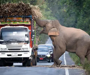 باج گیری فیل عظیم الجثه از کامیون های عبوری تو جاده؛ غذا وَده غذای زور وَده!