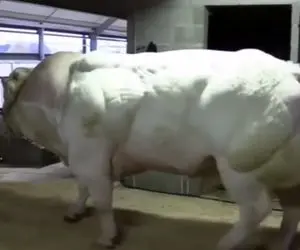 گاوهای باورنکردنی؛ اینا از بس عضلاتشون ورزیده و ورزشکاریه همشون سیکس پک دارن