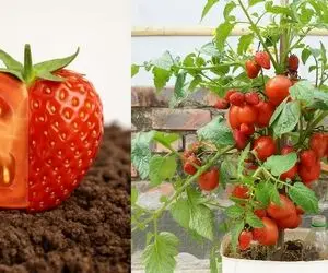 کشاورزی نوین؛ توت فرنگی و گوجه رو با هم کاشته یه بوته درومده هر دو ازش آویزونن