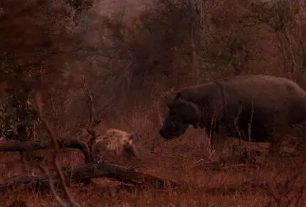 دیدنی های حیات وحش؛ نبرد اسب آبی با کفتارها برای محافظت از گوساله زخمی اش