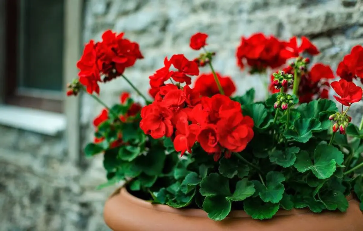 Geranium-Care-1