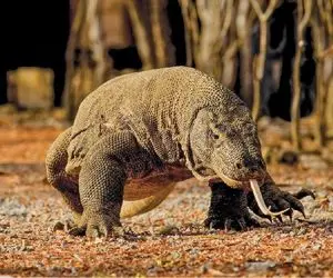 حیات وحش جالب؛ کومودو دنبال برغاله کرد و وقتی گیرش آورد از کله یکجا قورتش داد