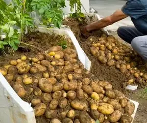 کشاورزی خلاقانه؛ جای باغچه تو یونولیت سیب زمینی کاشته خروار خروار محصول برداشت کرده