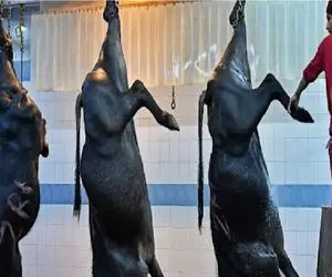 فرآوری گاو؛ سفر دیجیتالی گاو برای تبدیل به فرآورده‌های غذایی ناب