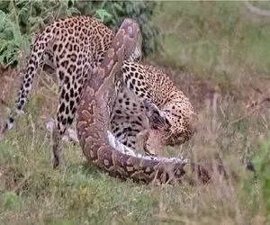 مستند حیات وحش؛ پیتون غول پیچید دور پلنگ عاقبتش دیدنیه