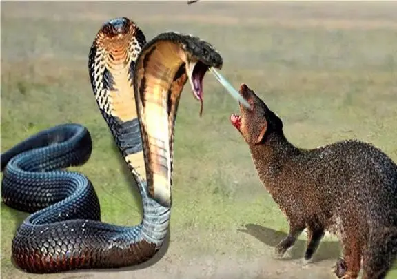قلمرو وحش؛ مار زهرش را به مانگوس می چشاند