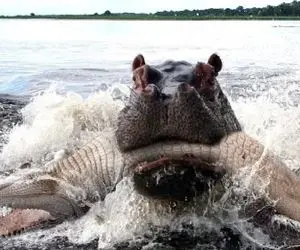 شاهکار حیات وحش / تمساح آزمند طعمه خشم اسب‌های آبی متحد شد