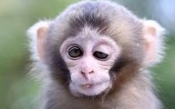 میمونی که شیشه باغ وحش را با سنگ شکست! + ویدیو