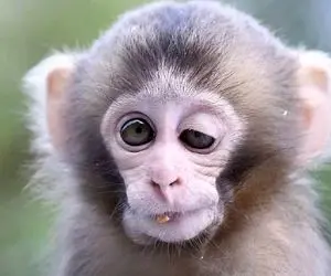 میمونی که شیشه باغ وحش را با سنگ شکست! + ویدیو