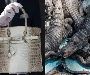 کارخانه حیوانات؛ تمساح 25 متریو میذاره دستگاه تا پوستش کیف و گوشتش استیک بشه 