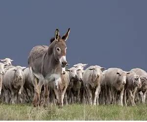 خرها در گذر تاریخ؛ الاغای چموش از باربر تبدیل شدن به بهترین نگهبان گله