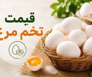 قیمت تخم مرغ امروز پنجشنبه 8  مرداد 1405 / شانه تخم مرغ 30 تایی چقدر شد؟