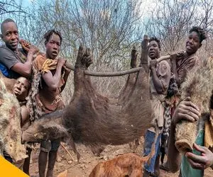 کباب گراز؛ بربرهای برهنه با چاقو گراز وحشی شکار میکنن میخورن پوستشم میشه لباس