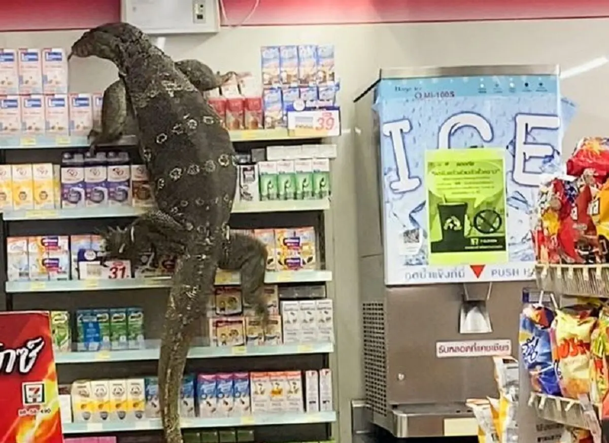 0_PAY-VIRAL_PRESS_MONITOR_LIZARD_SUPERMARKET__14_of_24_