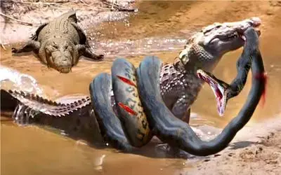 بدایع حیات وحش؛ تو ساوانا از چنگ یه شکارچی فرار کنی تو مشت اون یکی میافتی