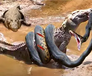 بدایع حیات وحش؛ تو ساوانا از چنگ یه شکارچی فرار کنی تو مشت اون یکی میافتی