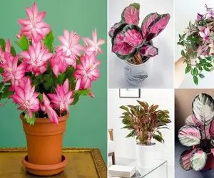 زیباترین گیاهان آپارتمانی برگ صورتی؛ اگه فضا کسل کننده و حوصله بره با اینا سرزنده اس