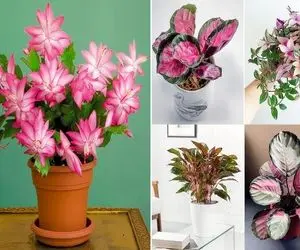 زیباترین گیاهان آپارتمانی برگ صورتی؛ اگه فضا کسل کننده و حوصله بره با اینا سرزنده اس