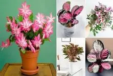 زیباترین گیاهان آپارتمانی برگ صورتی؛ اگه فضا کسل کننده و حوصله بره با اینا سرزنده اس
