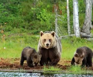 ایران گردی خرس مادر و توله هایش در علفزار!
