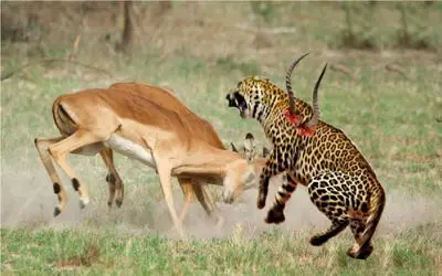 راز بقا؛ ایمپالا جسور جای شکار و شکارچی رو عوض کرد