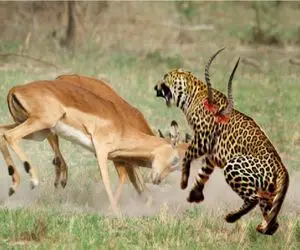 راز بقا؛ ایمپالا جسور جای شکار و شکارچی رو عوض کرد