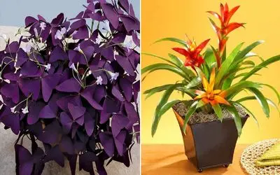 اگه تو خونه الکی بحث و دعوا میشه و زود چشم میخوری اینا ماله توئه / گیاهان رفع چشم زخم