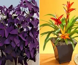 اگه تو خونه الکی بحث و دعوا میشه و زود چشم میخوری اینا ماله توئه / گیاهان رفع چشم زخم