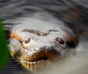 مستند حیات وحش؛ بزرگ و غول ترین مار حال حاضر در جهان