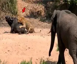 مستند حیات وحش؛ فیل بالاخواه بوفالو درمیاد