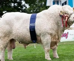 فرآوری گاو؛ گاو نر 350 تنی رو بعد بهره کشی بردن کارواش و گردنشو از قفا زدن