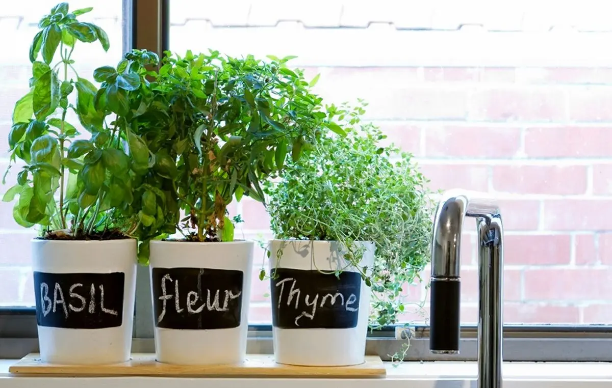 کاشت سبزی در گلدان