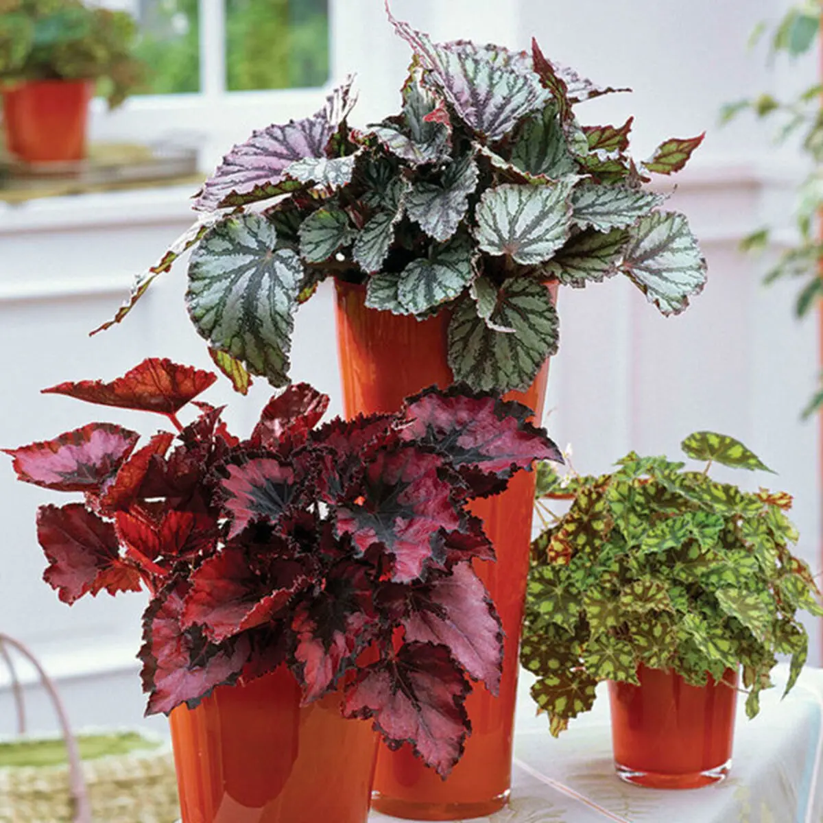 gol-begonia-3-1