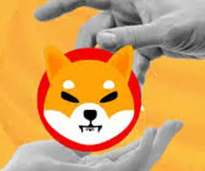 دردسری عظیم برای شیبااینو!