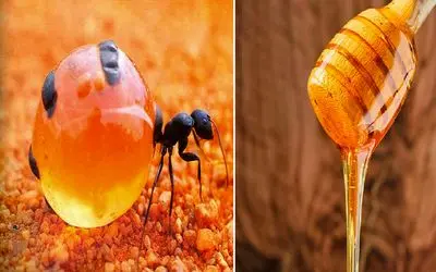 خوراکی‌های عجیب، تا حالا عسل مورچه شنیده بودید؟ این مورچه‌ها عسل تولید می‌کنند!