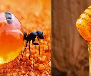 خوراکی‌های عجیب، تا حالا عسل مورچه شنیده بودید؟ این مورچه‌ها عسل تولید می‌کنند!