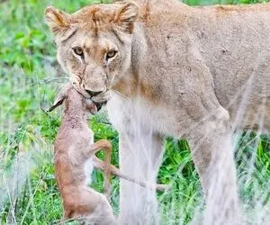 مستند حیات وحش؛ ایمپالا سرش تو دهن شیر آب لمبو شده اما پاهاش می جنبه