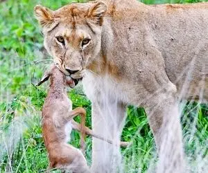 مستند حیات وحش؛ ایمپالا سرش تو دهن شیر آب لمبو شده اما پاهاش می جنبه