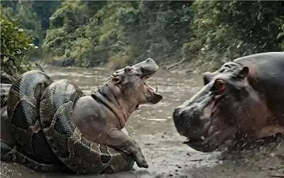 مستند حیات وحش/ نیش مار اسب آبی را از پا در آورد/ با اون ابهت فریاد میزنه