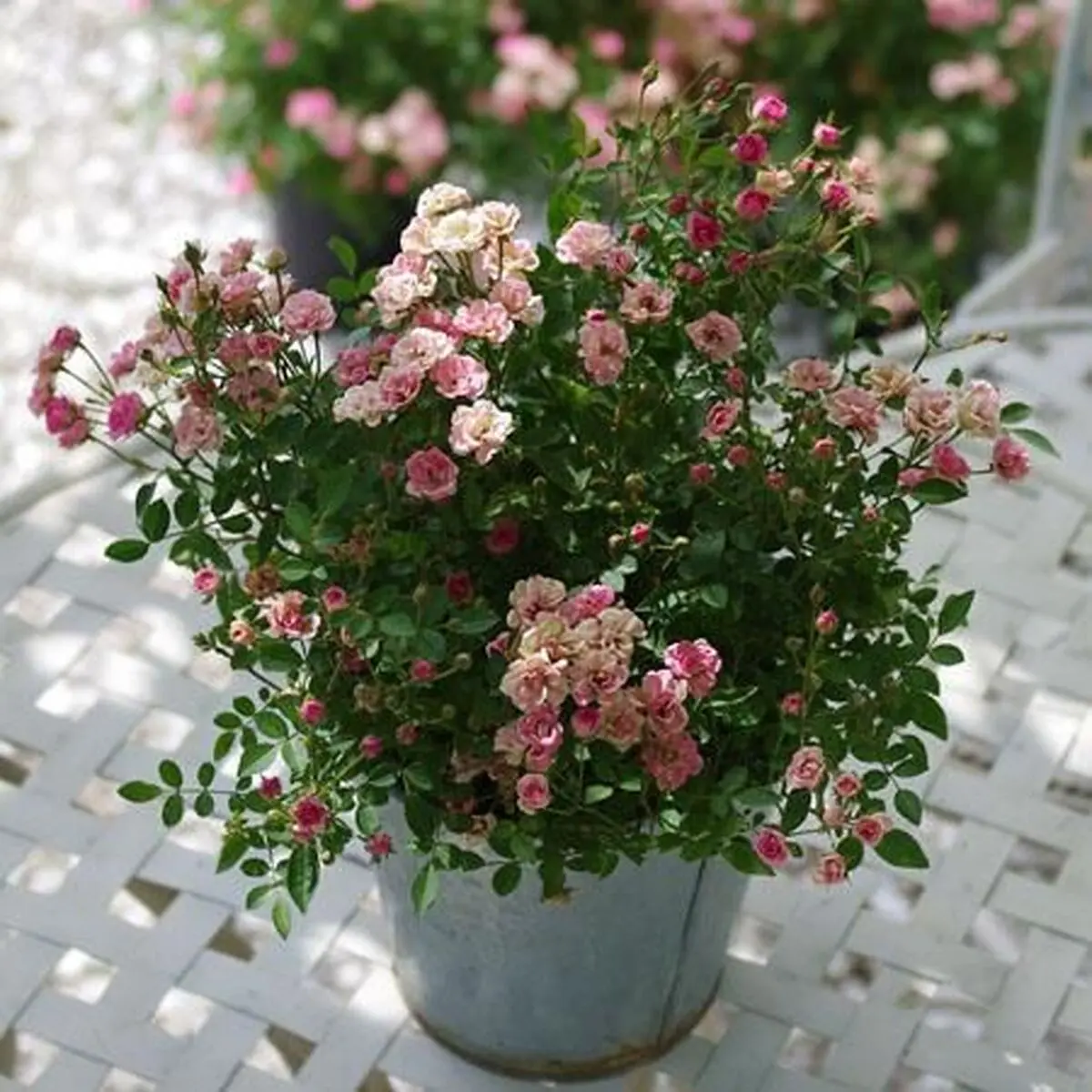 کاشت گل ناز