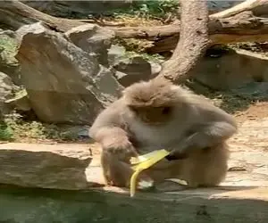 طنز حیات وحش / حیوانات یجور بد شانسی میارن انگار خدا زدتشون