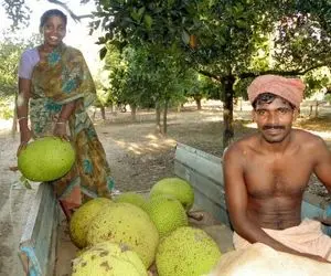 محصولات کشاورزی عجیب؛ تایلندی های پاکار با ترکیب سنتی و صنعتی میوه پرورش میدن معرکه