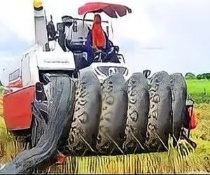 حیوانات غول پیکر؛ پیتون غول فکرکرد ماشین جمع‌آوری برنج غذاست پیچید دورش له شد