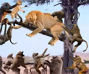 مستند حیات وحش / شیر زخم زد گله میمون ها خون بپا کردن