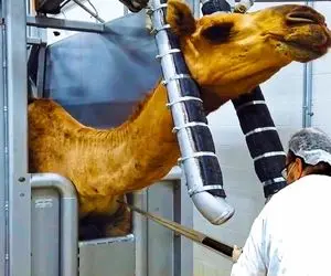 فراوری شتر؛ شتر بزرگ رو با اره برقی می خوان سر ببرن واسه گوشت و استخوان های درشت