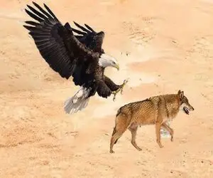 مستند حیات وحش؛ جدال ددمنشانه عقاب و گرگ برای بقا در کویر