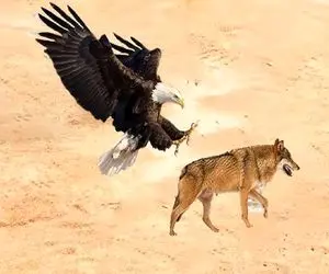 مستند حیات وحش؛ جدال ددمنشانه عقاب و گرگ برای بقا در کویر